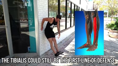 BAZ  backward walking and tibialis form